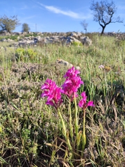 Anacamptis papilionacea grandiflora
