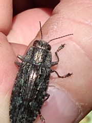 Texania campestris