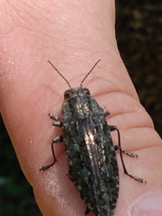 Texania campestris