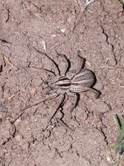 Hogna bivittata
