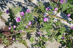 Malva sylvestris