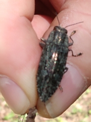 Texania campestris