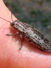 Texania campestris