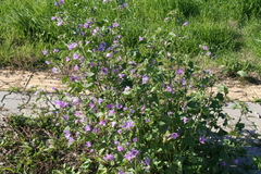 Malva sylvestris