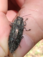 Texania campestris