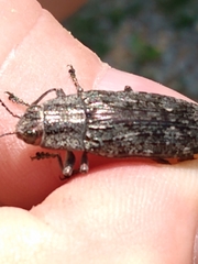 Texania campestris