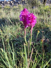 Anacamptis papilionacea grandiflora