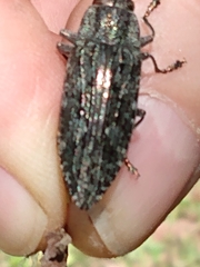 Texania campestris