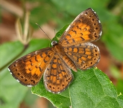 Parvospila lucianus