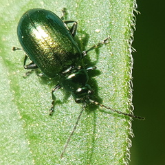 Smaragdina viridana