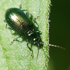 Smaragdina viridana