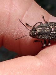 Texania campestris