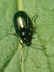 Smaragdina viridana