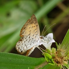 Parvospila lucianus