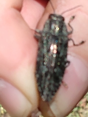 Texania campestris