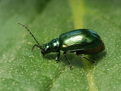 Smaragdina viridana