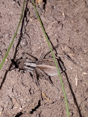 Hogna bivittata