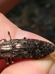 Texania campestris