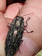 Texania campestris
