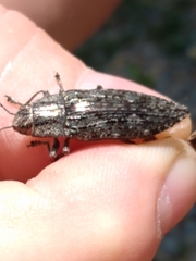 Texania campestris