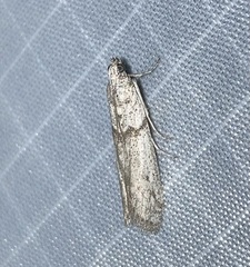 Myelopsis alatella