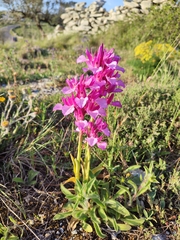 Anacamptis papilionacea grandiflora