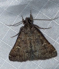 Hypenula cacuminalis