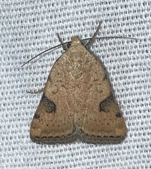Micrathetis costiplaga