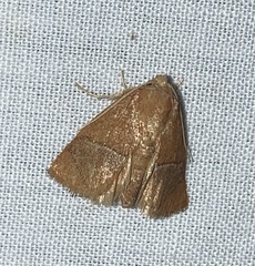 Apoda latomia