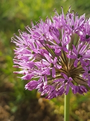 Allium hollandicum