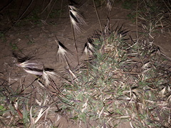 Bouteloua megapotamica