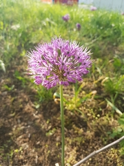 Allium hollandicum