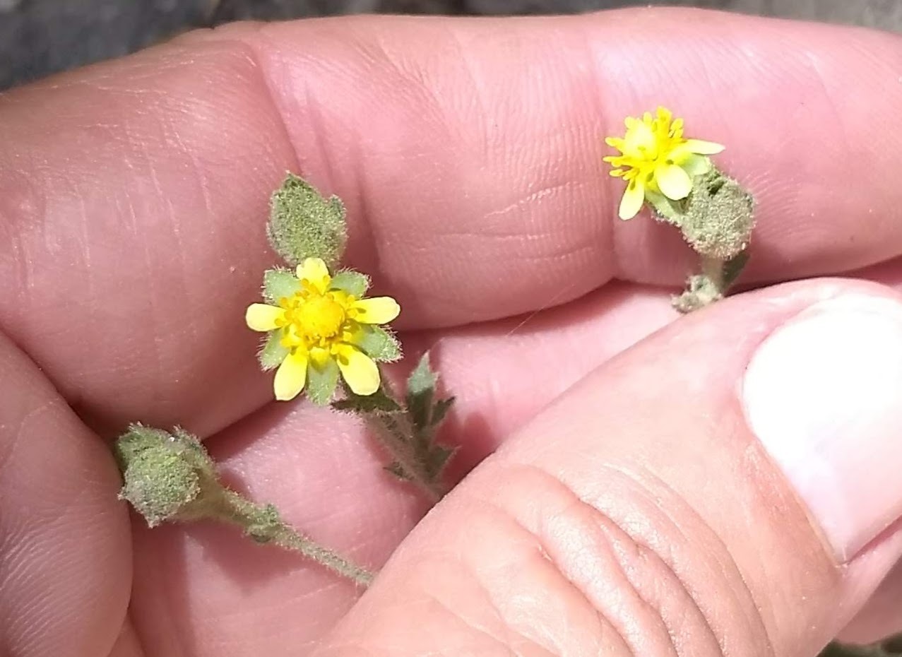Drymocallis glandulosa var. viscida