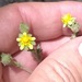 Drymocallis glandulosa viscida - Photo (c) Don Rideout, some rights reserved (CC BY-NC), uploaded by Don Rideout
