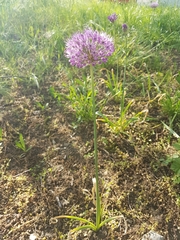 Allium hollandicum