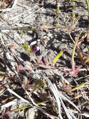 Vicia lathyroides