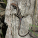 Pale-flecked Garden Sunskink - Photo (c) Matt Campbell, some rights reserved (CC BY-NC), uploaded by Matt Campbell