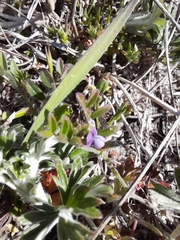 Vicia lathyroides