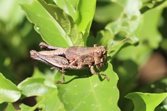 Dichromatos lilloanus