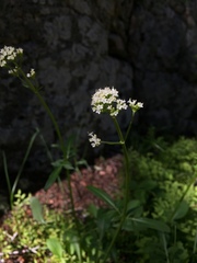 Valeriana californica
