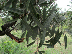 Ozoroa paniculosa