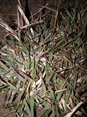 Bouteloua megapotamica