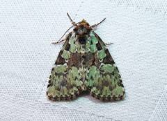 Leuconycta lepidula