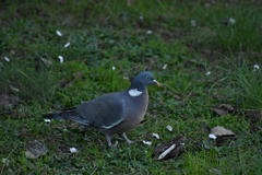 Columba palumbus