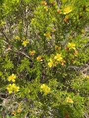 Hypericum brachyphyllum