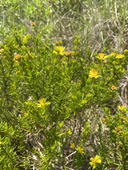 Hypericum brachyphyllum
