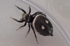 Heliophanus apiatus