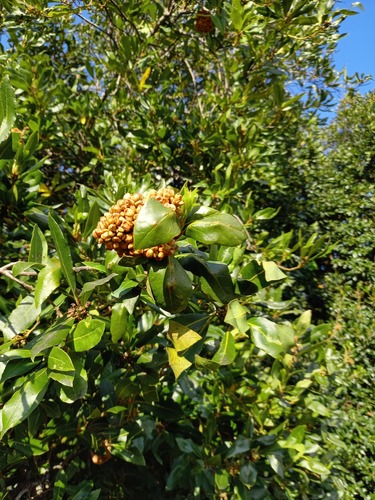 Cecidophyopsis malpighianus