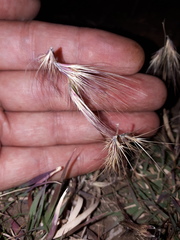 Bouteloua megapotamica