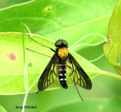 Chrysopilus thoracicus